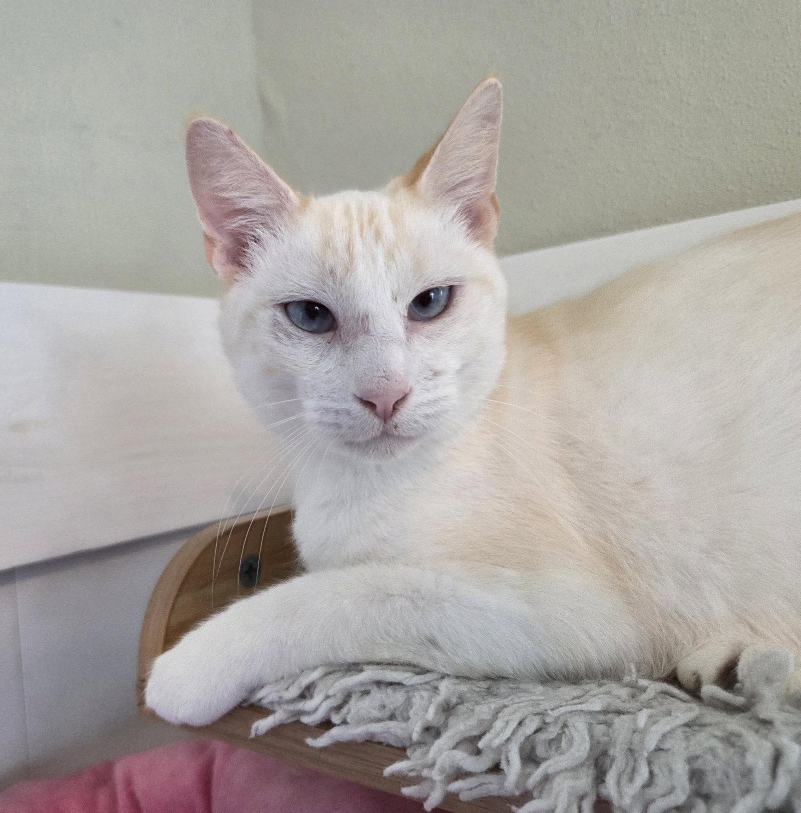 Enlarge Flame, a Adopted Siamese in Magnolia Springs, AL image 3/3