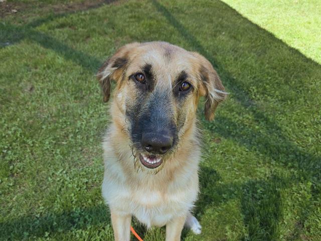 GEORGE, Adoptable, Young Male German Shepherd Dog.