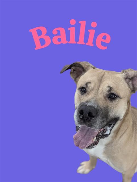 BAILIE, Adoptable, Adult Female Pit Bull Terrier.