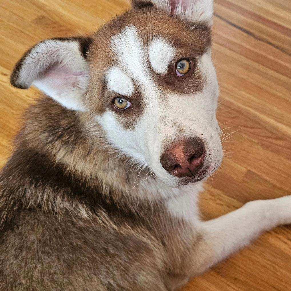 Enlarge Buddy, a Adopted Siberian Husky in Cedar Crest, NM image 1/3