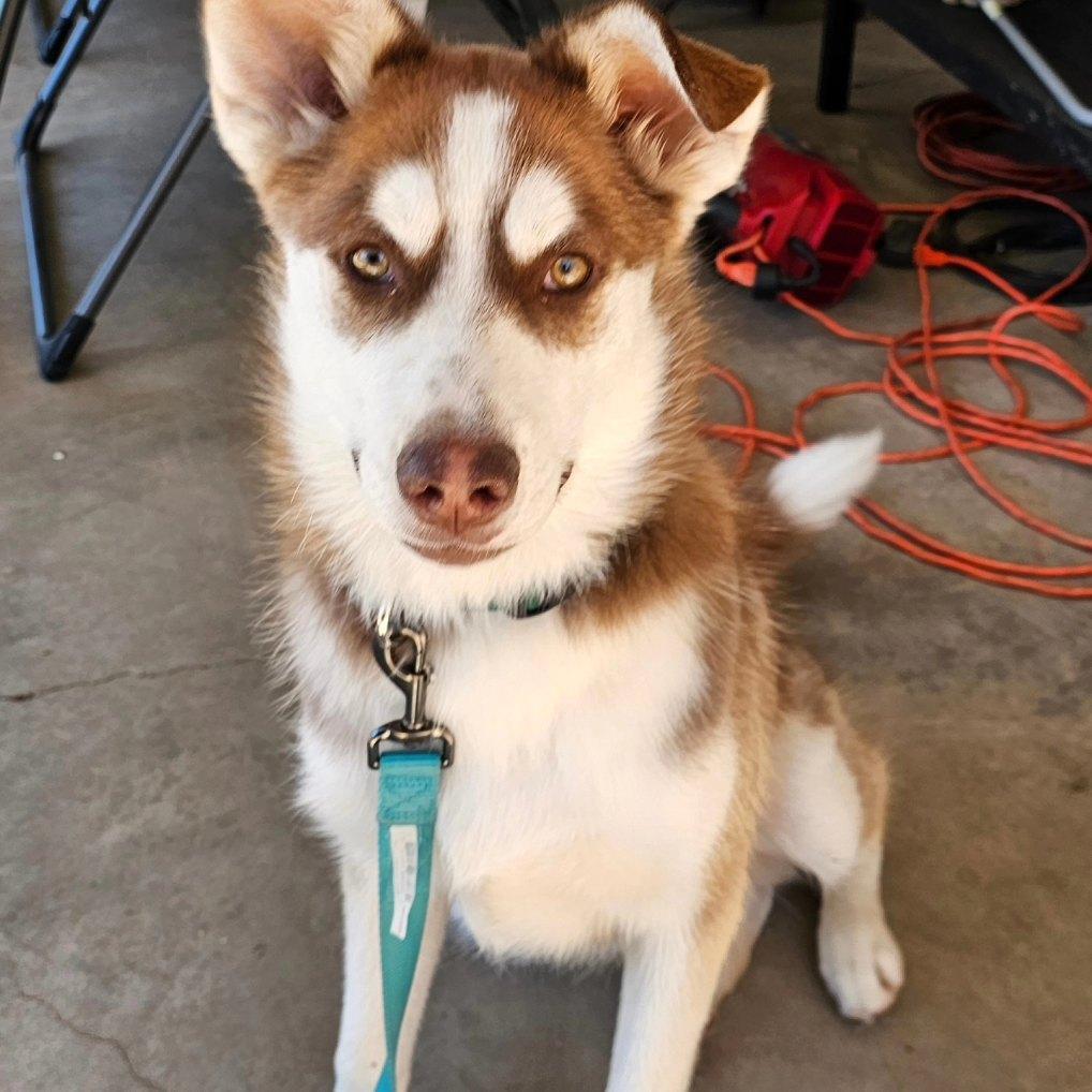 Enlarge Buddy, a Adopted Siberian Husky in Cedar Crest, NM image 2/3