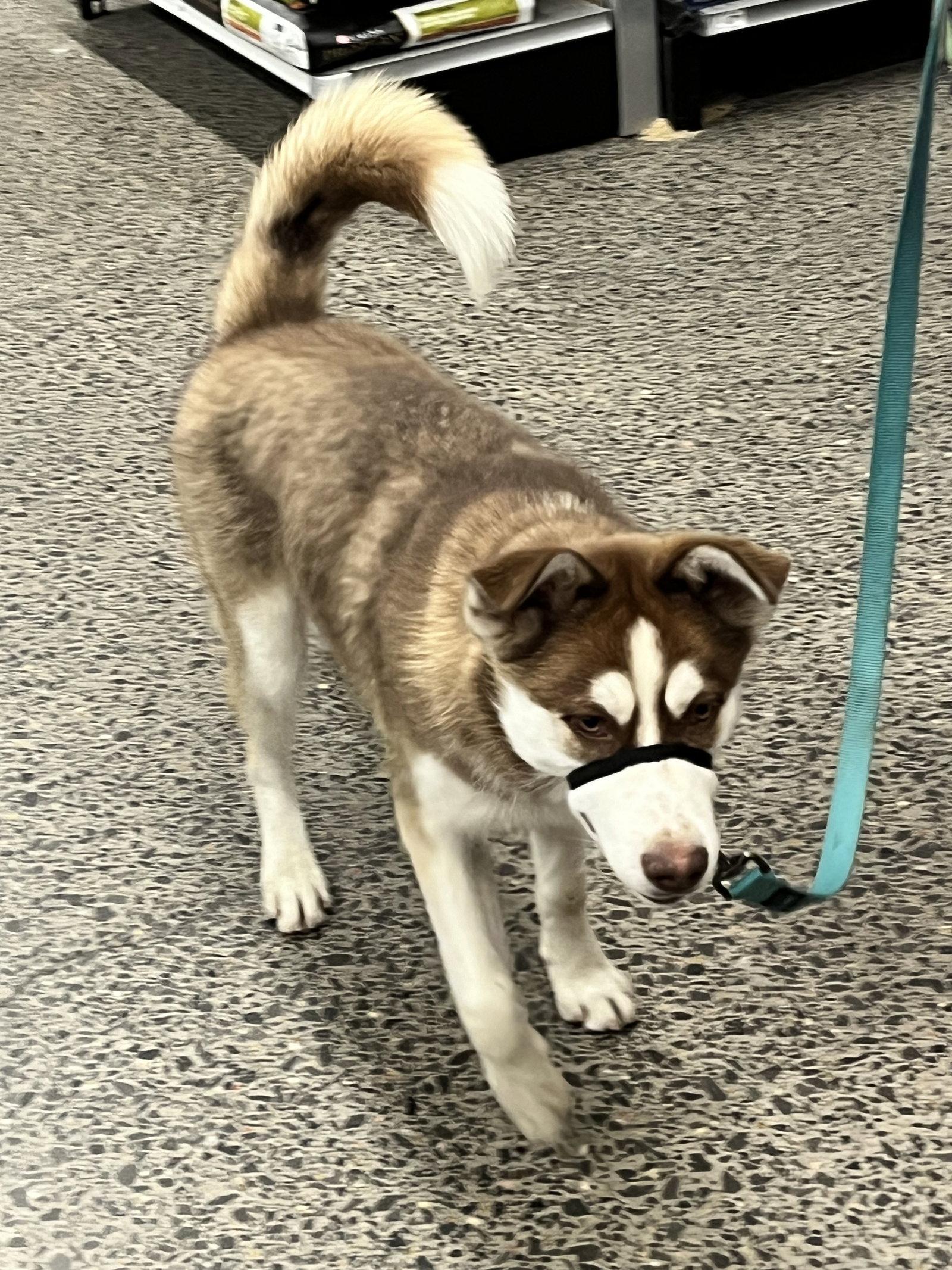Enlarge Buddy, a Adopted Siberian Husky in Cedar Crest, NM image 3/3