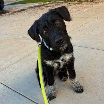 Chandler, Adoptable, Puppy Male Terrier & Mixed Breed.