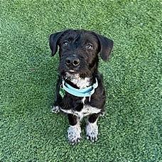 Enlarge Chandler, a Adoptable mixed breed in Tempe, AZ image 3/6