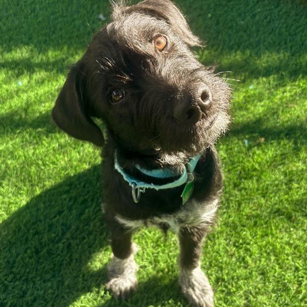 Enlarge Chandler, a Adoptable mixed breed in Tempe, AZ image 4/6