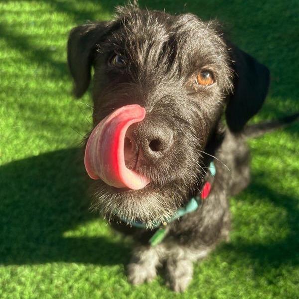 Enlarge Chandler, a Adoptable mixed breed in Tempe, AZ image 5/6