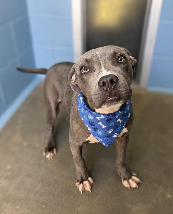 Grey Goose, Adoptable, Adult Male Pit Bull Terrier.