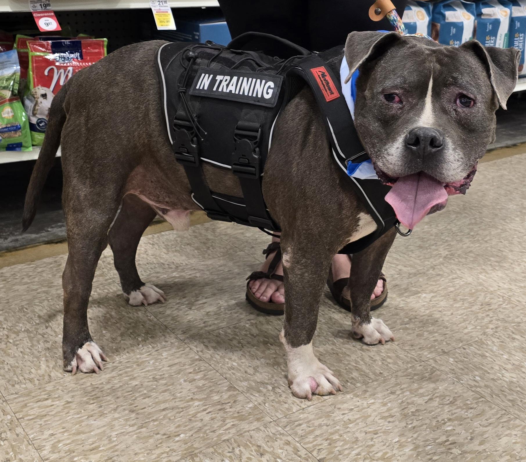 Enlarge Zeus, a Adoptable mixed breed in Selma, CA image 6/6