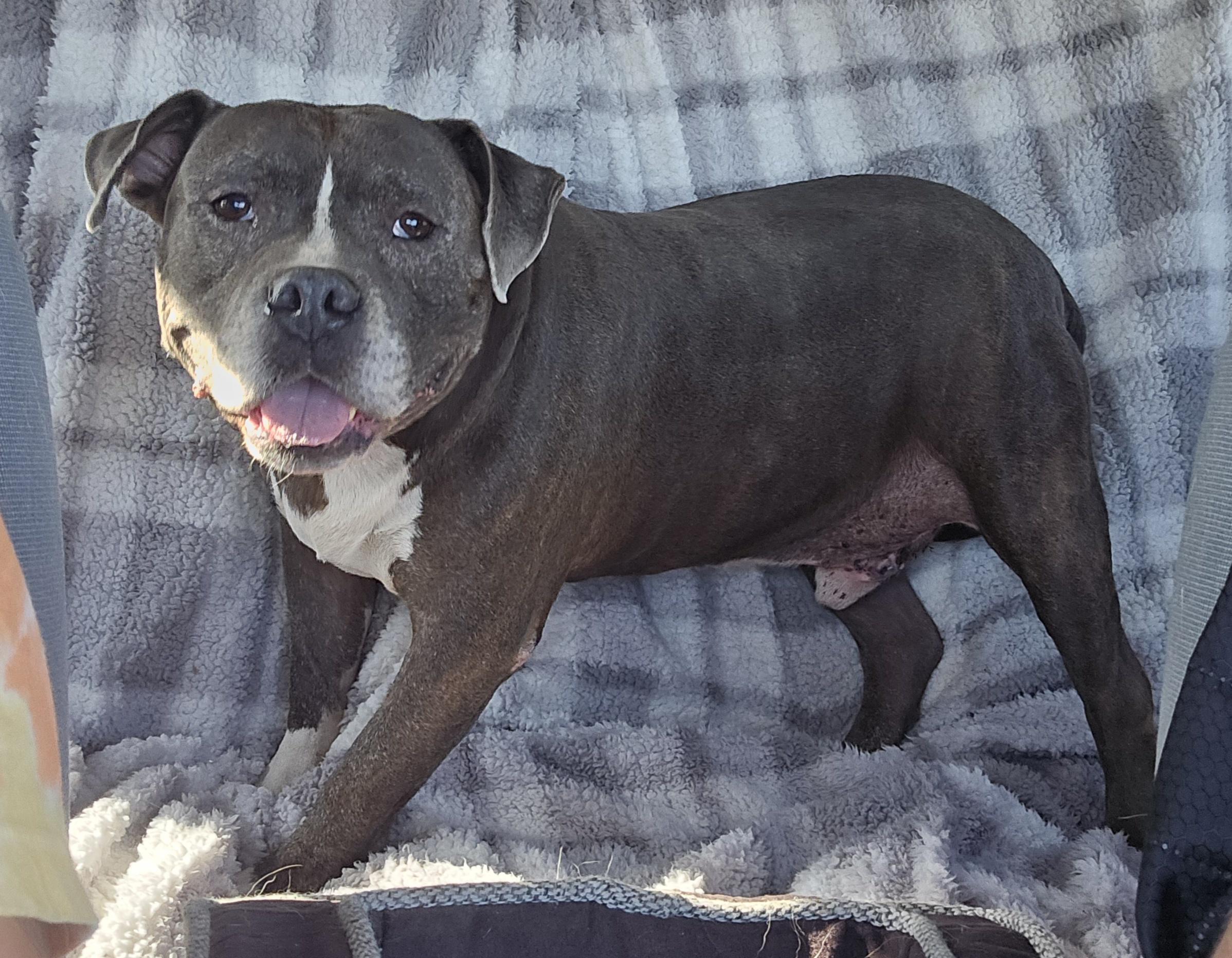 Enlarge Zeus, a Adoptable mixed breed in Selma, CA image 3/6