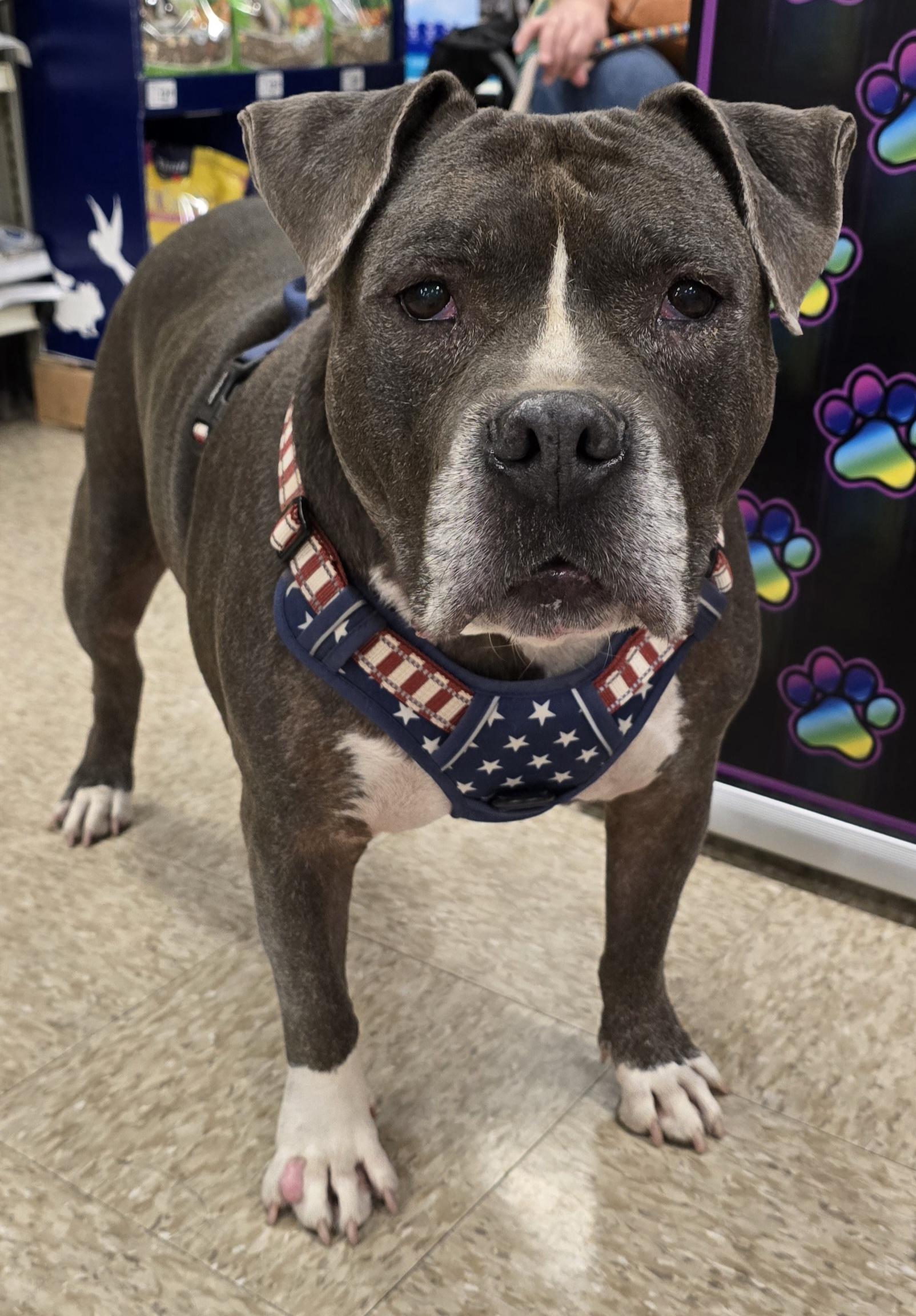 Zeus, ADOPTABLE, Senior • Male, Pit Bull Terrier & American Staffordshire Terrier.