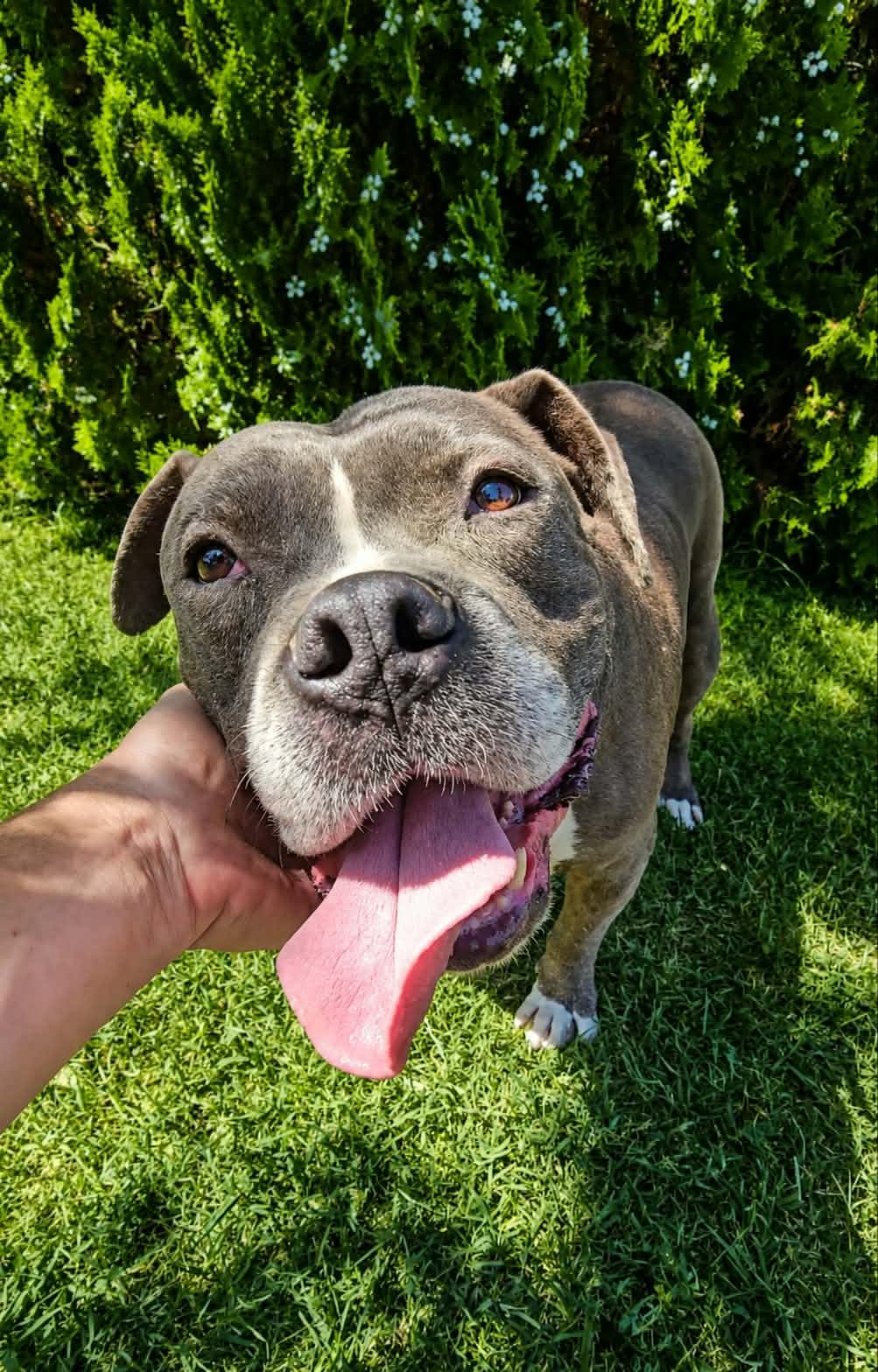Enlarge Zeus, a Adoptable mixed breed in Selma, CA image 4/6