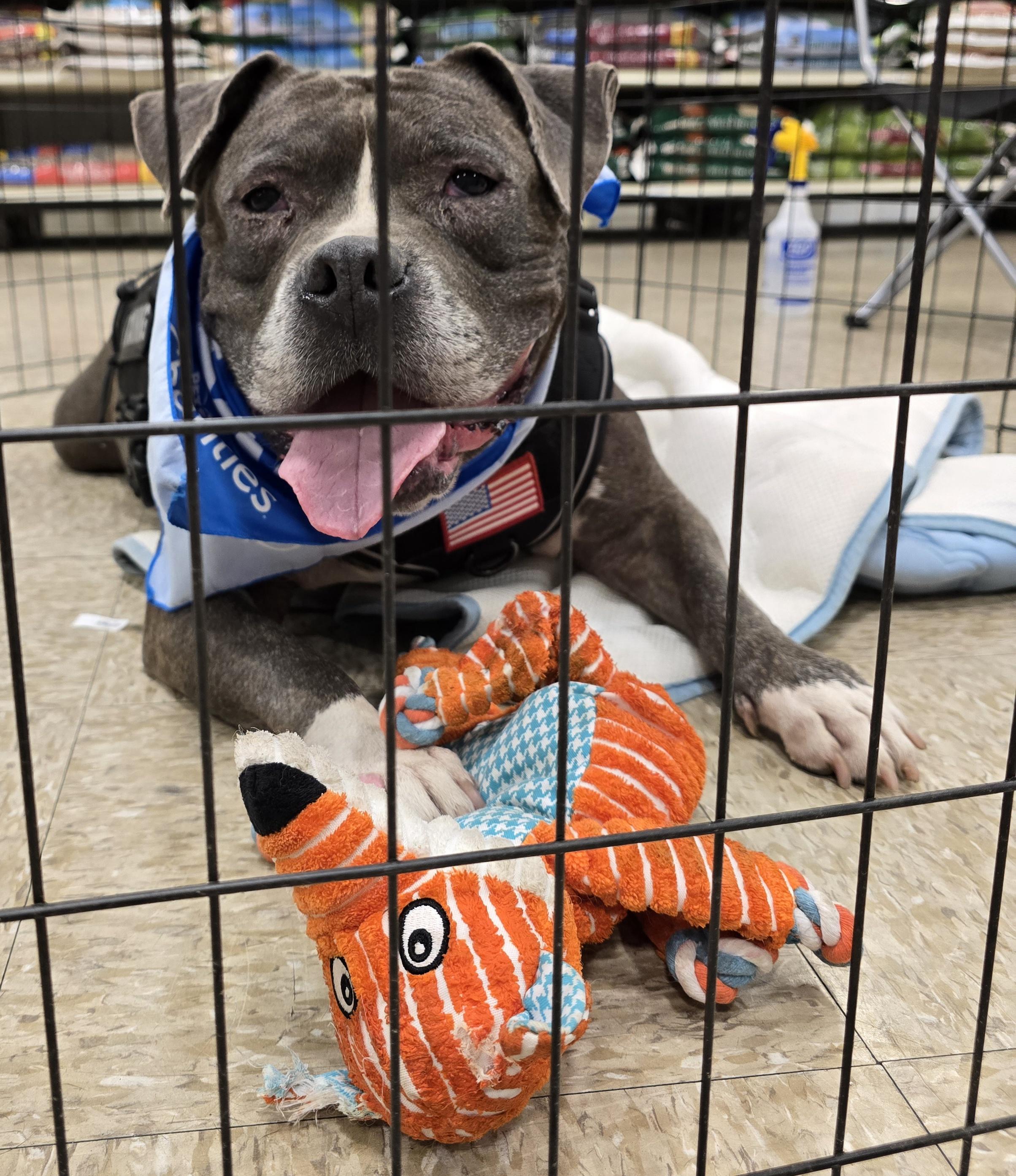 Enlarge Zeus, a Adoptable mixed breed in Selma, CA image 5/6