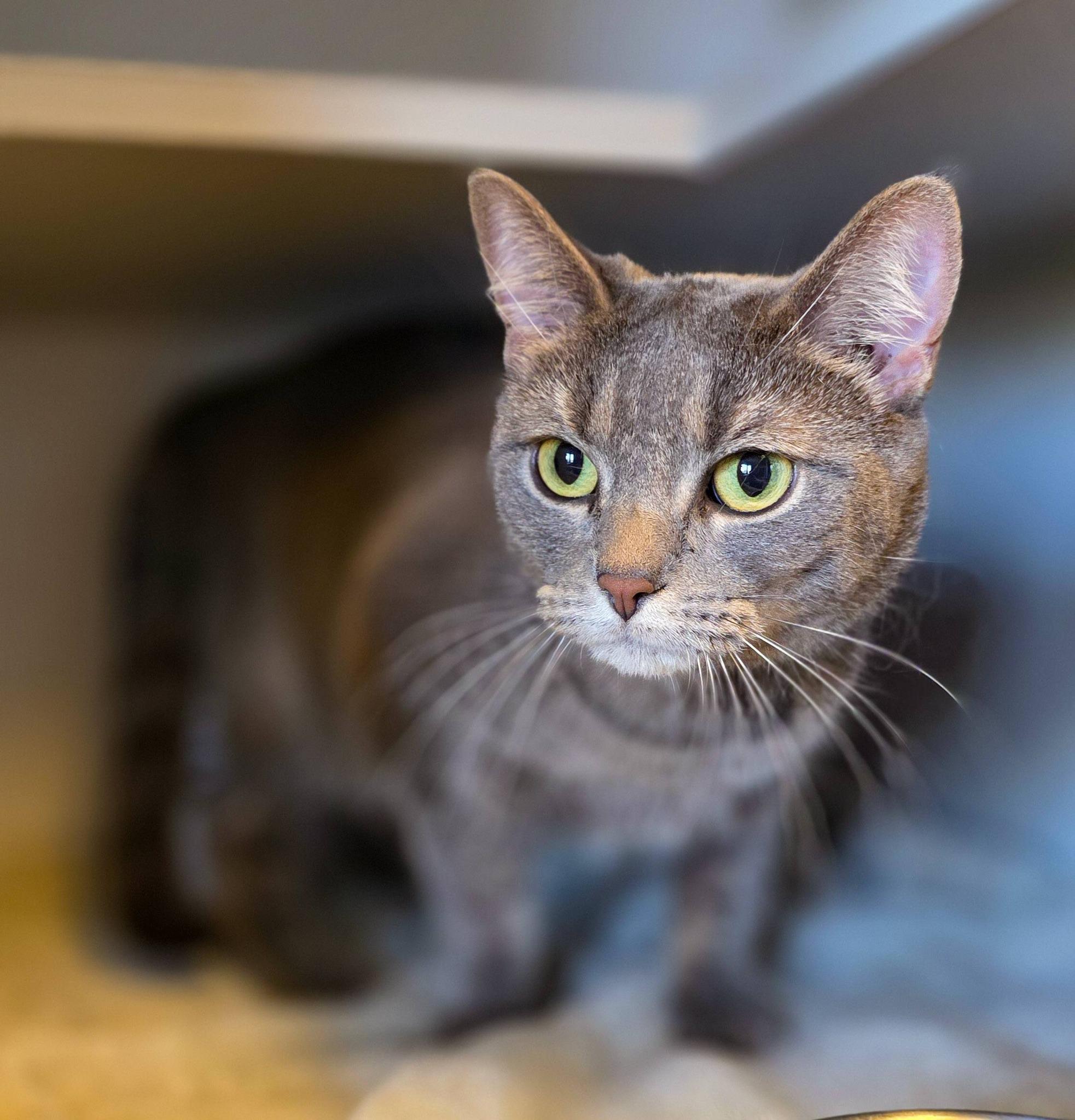 Enlarge Bunny, a ADOPTABLE Domestic Short Hair in Sterling Heights, MI image 3/4