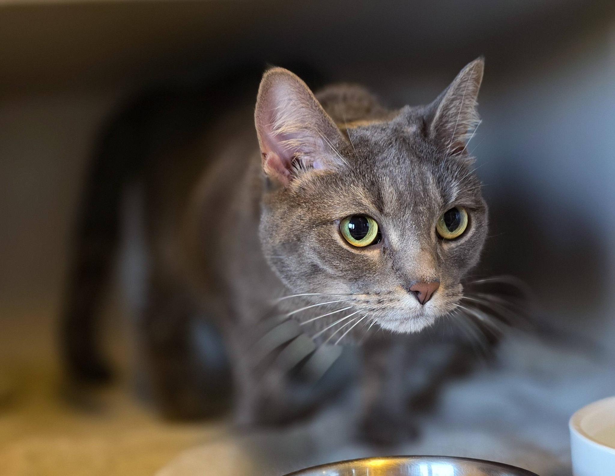 Enlarge Bunny, a ADOPTABLE Domestic Short Hair in Sterling Heights, MI image 2/4