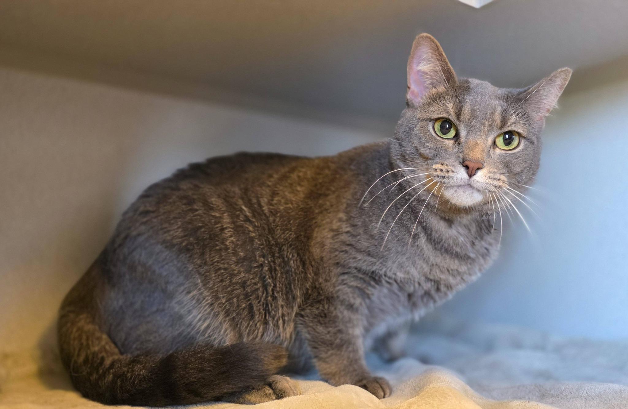 Enlarge Bunny, a ADOPTABLE Domestic Short Hair in Sterling Heights, MI image 4/4