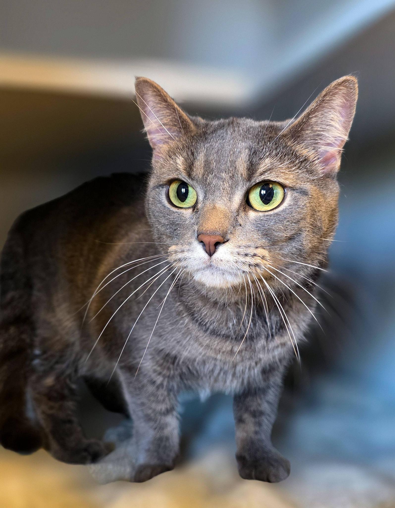 Enlarge Bunny, a ADOPTABLE Domestic Short Hair in Sterling Heights, MI image 1/4