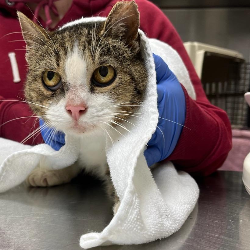 Cuddlesaurus, Adoptable, Senior Female Domestic Short Hair.