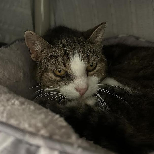 Enlarge Cuddlesaurus, a Adoptable Domestic Short Hair in Charlottesville, VA image 2/5