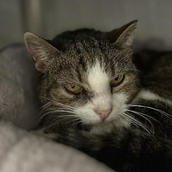 Enlarge Cuddlesaurus, a Adoptable Domestic Short Hair in Charlottesville, VA image 3/5