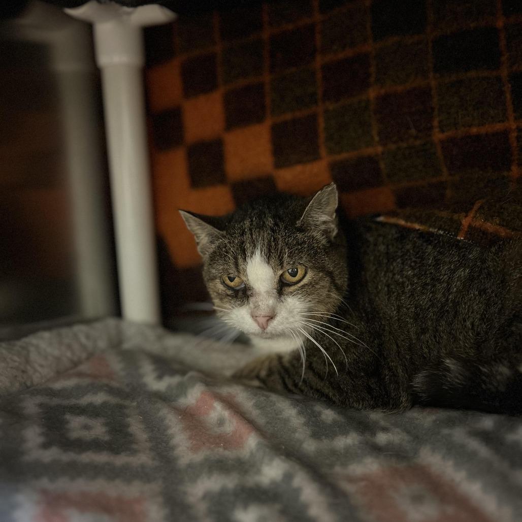 Cuddlesaurus — thumbnail 3