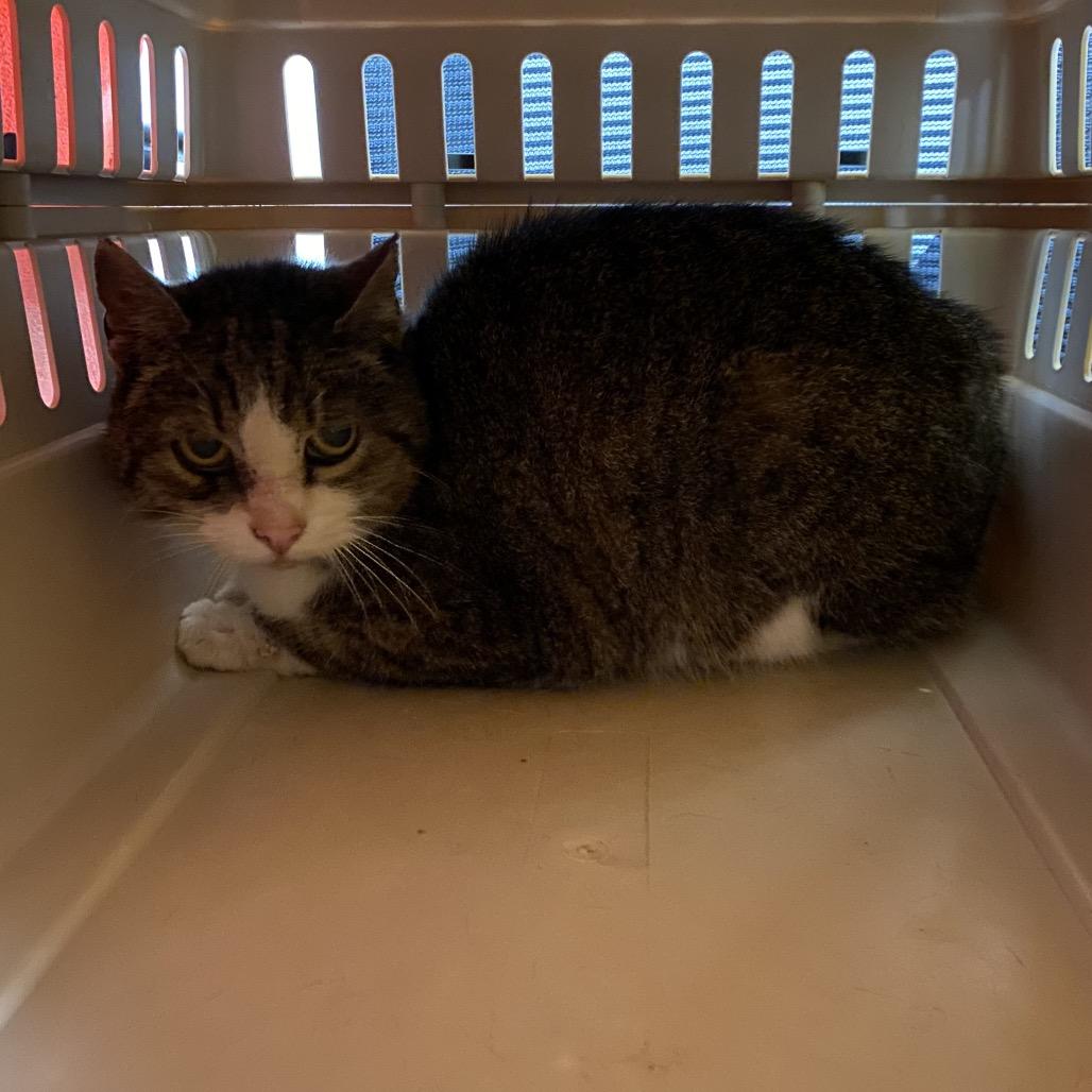 Enlarge Cuddlesaurus, a Adoptable Domestic Short Hair in Charlottesville, VA image 5/5