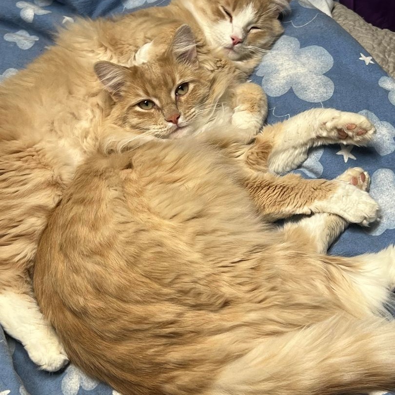 Enlarge Robin, a Adoptable Domestic Long Hair in Butte, MT image 2/2