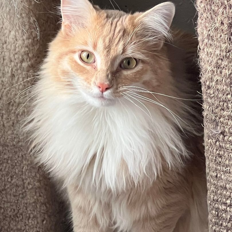 Robin, Adoptable, Adult Male Domestic Long Hair.