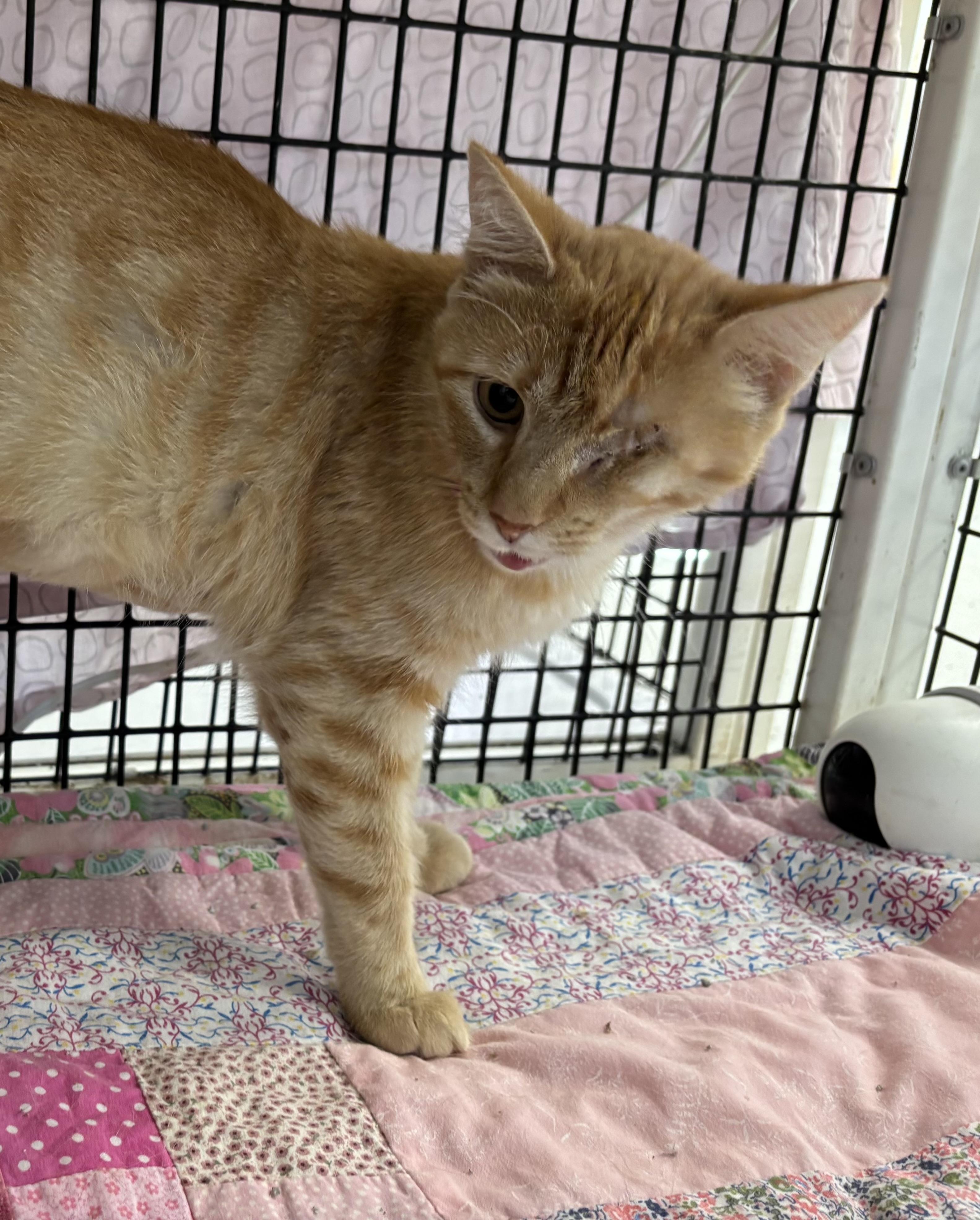 Salmon, an adoptable Domestic Short Hair in Torrington, WY, 82240 | Photo Image 2