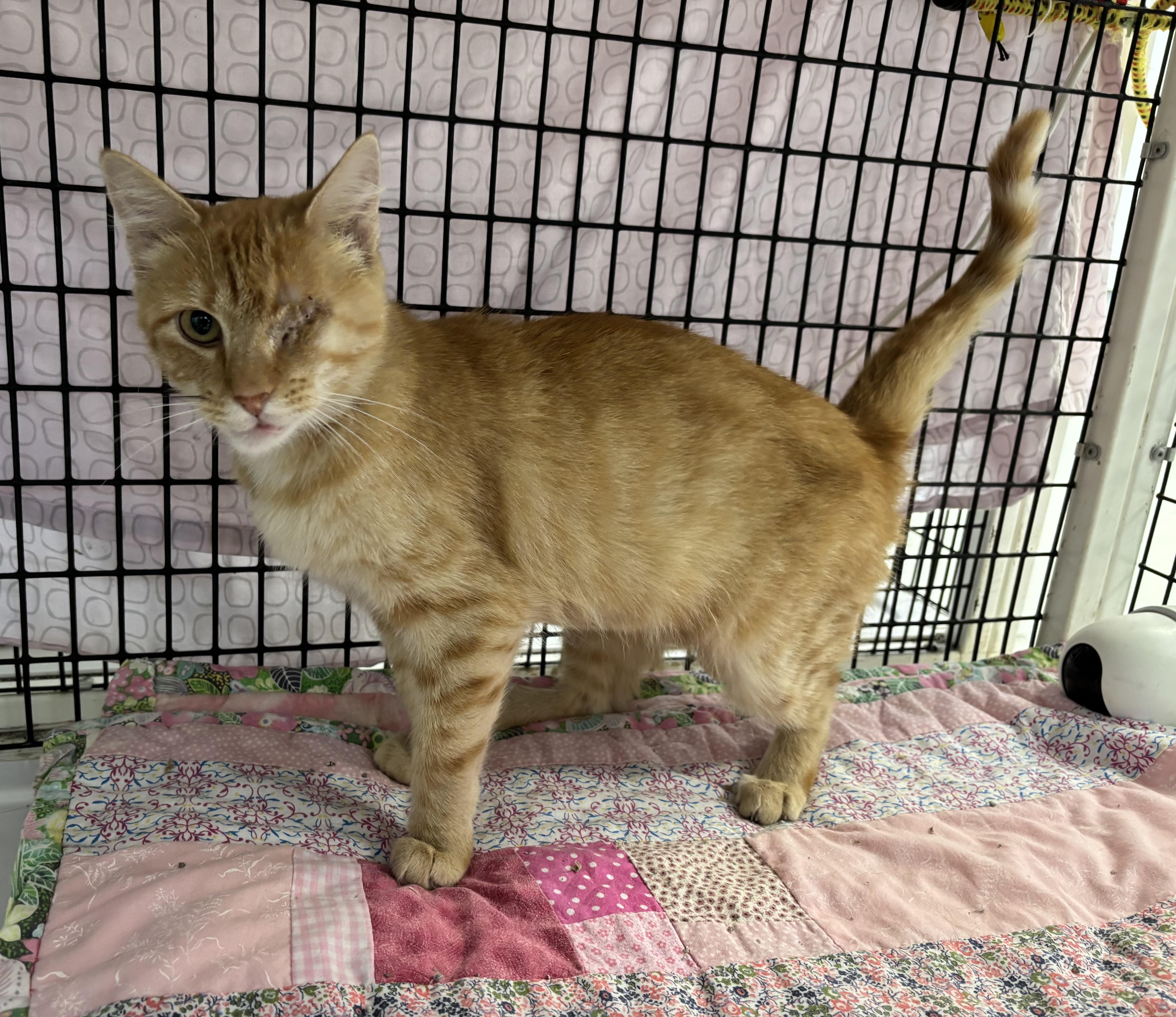 Salmon, an adoptable Domestic Short Hair in Torrington, WY, 82240 | Photo Image 3