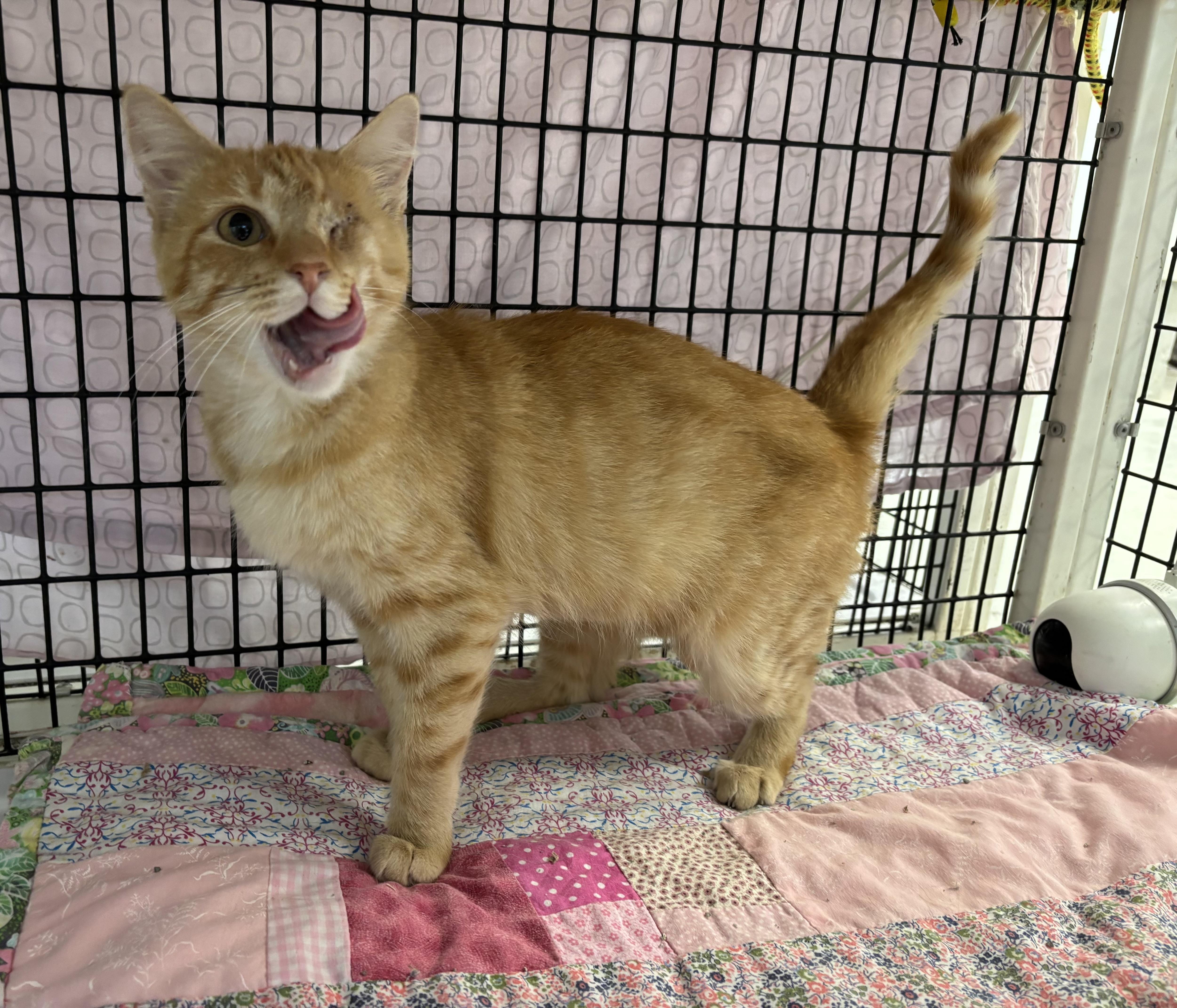 Salmon, an adoptable Domestic Short Hair in Torrington, WY, 82240 | Photo Image 1