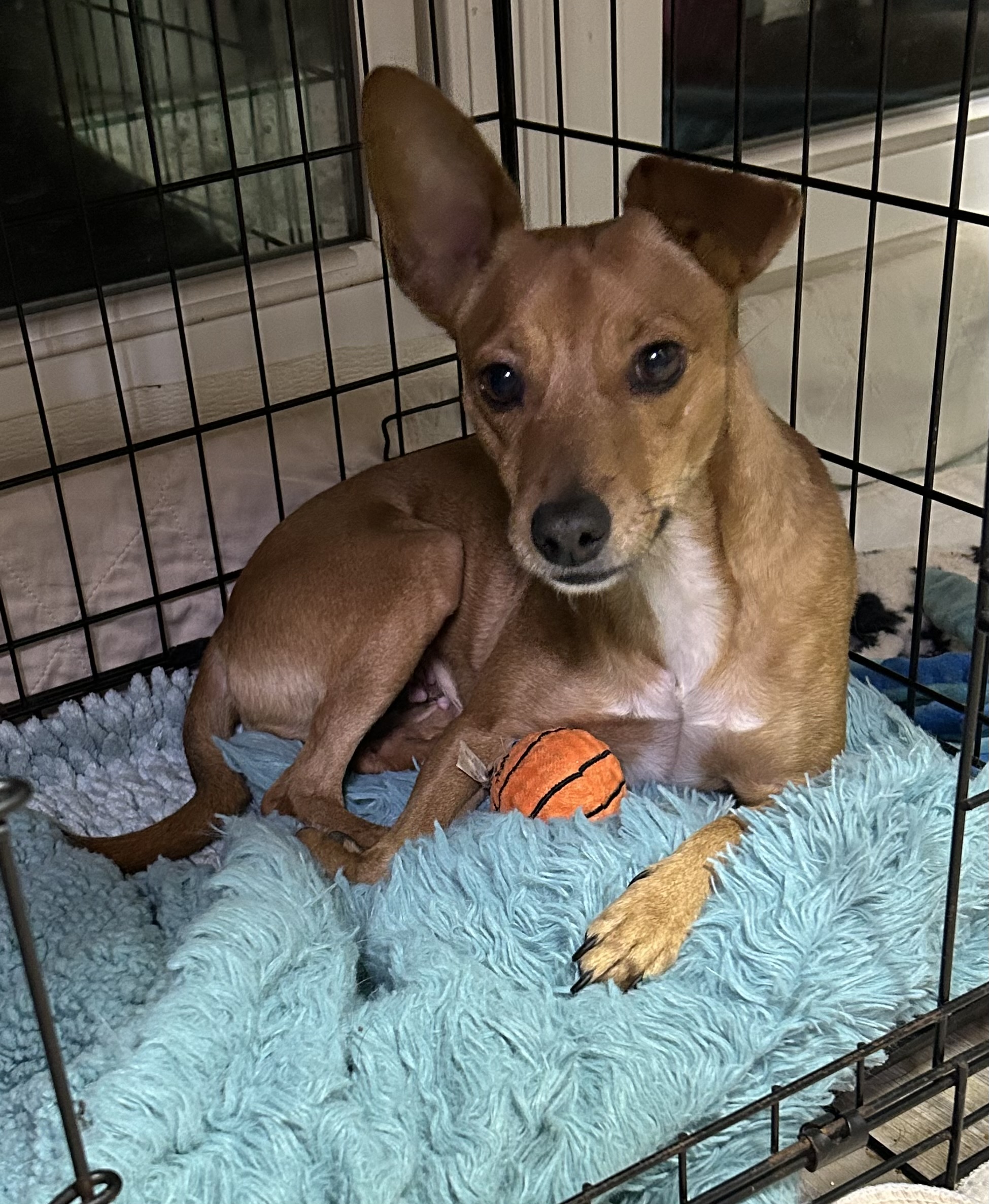 Myra, Adult Female Xoloitzcuintli / Mexican Hairless
