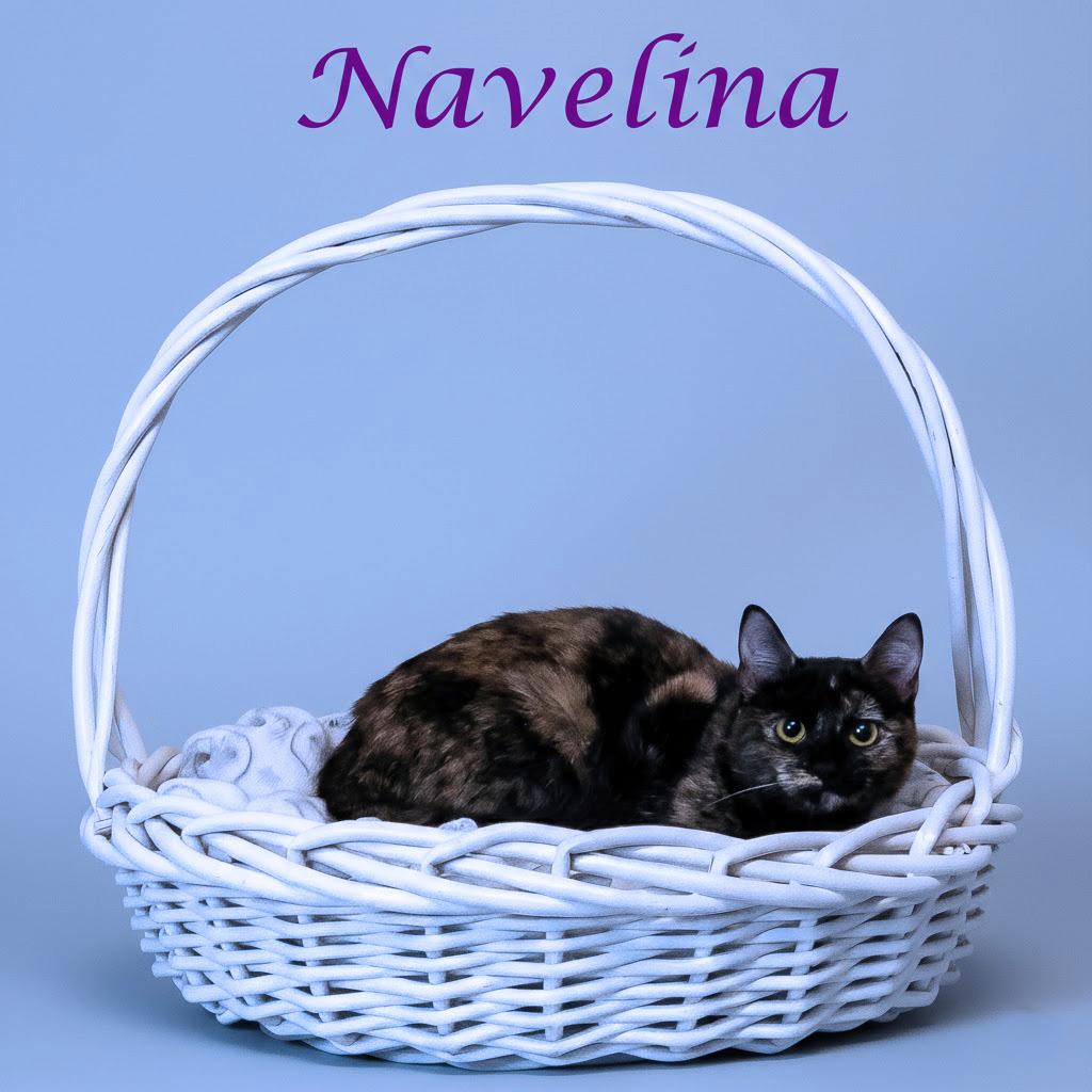 Enlarge Navelina C26-009, a Adoptable Domestic Short Hair in Lebanon, TN image 1/4