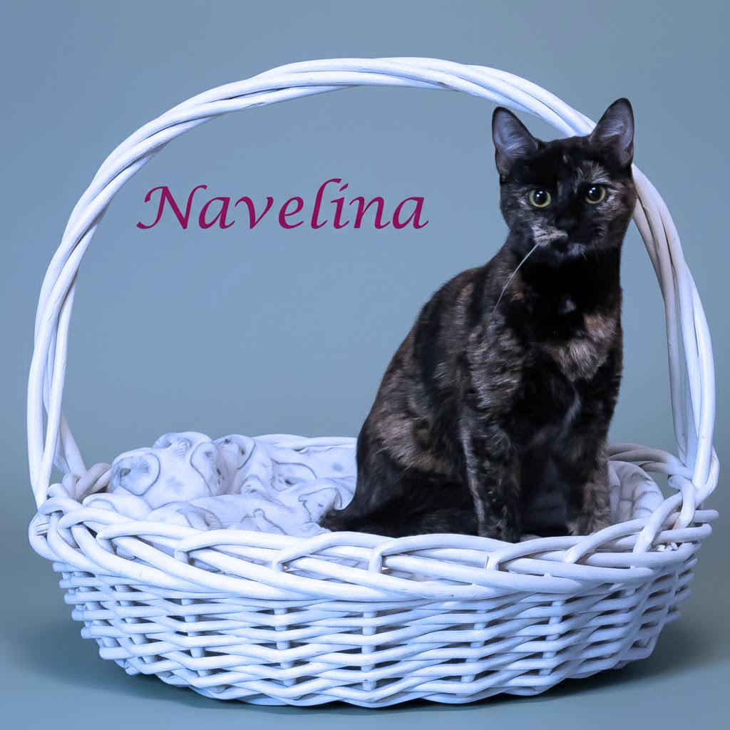 Enlarge Navelina C26-009, a Adoptable Domestic Short Hair in Lebanon, TN image 2/4