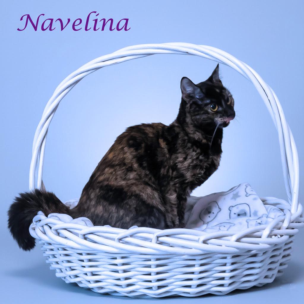 Enlarge Navelina C26-009, a Adoptable Domestic Short Hair in Lebanon, TN image 3/4