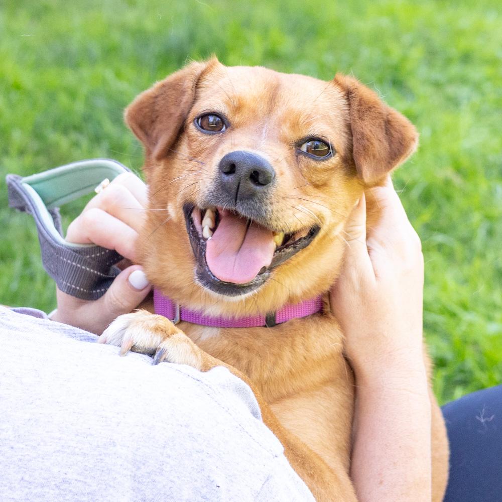 Amber (Female) - Adoption fee sponsored by a friend of Greenmore., Adoptable, Adult Female Shiba Inu & Terrier.