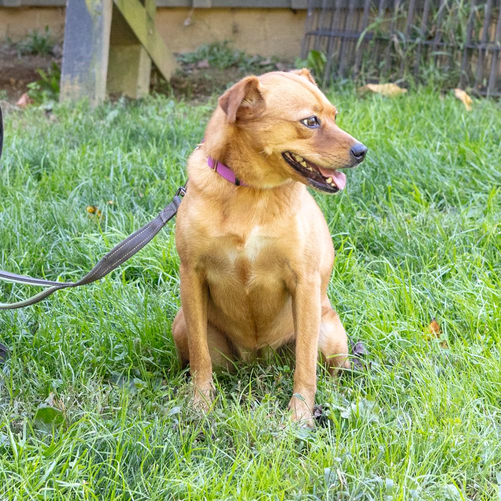 Amber (Female) - Adoption fee sponsored by a friend of Greenmore., a Adoptable mixed breed in West Grove, PA image 4/6