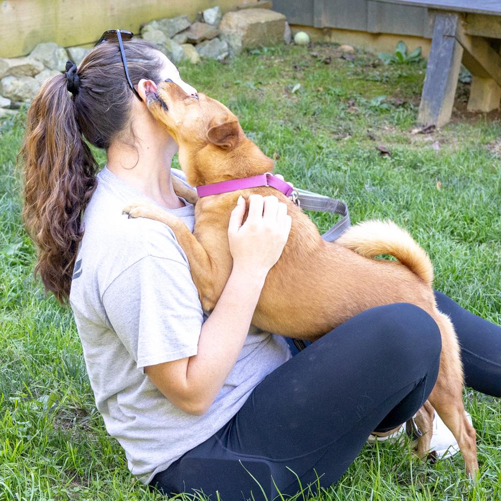 Amber (Female) - Adoption fee sponsored by a friend of Greenmore., a Adoptable mixed breed in West Grove, PA image 3/6