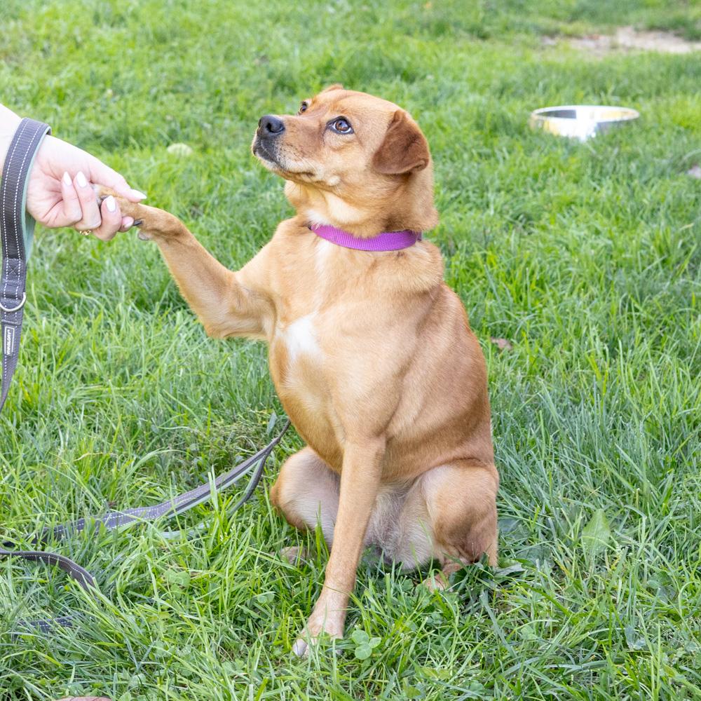 Amber (Female) - Adoption fee sponsored by a friend of Greenmore., a Adoptable mixed breed in West Grove, PA image 6/6