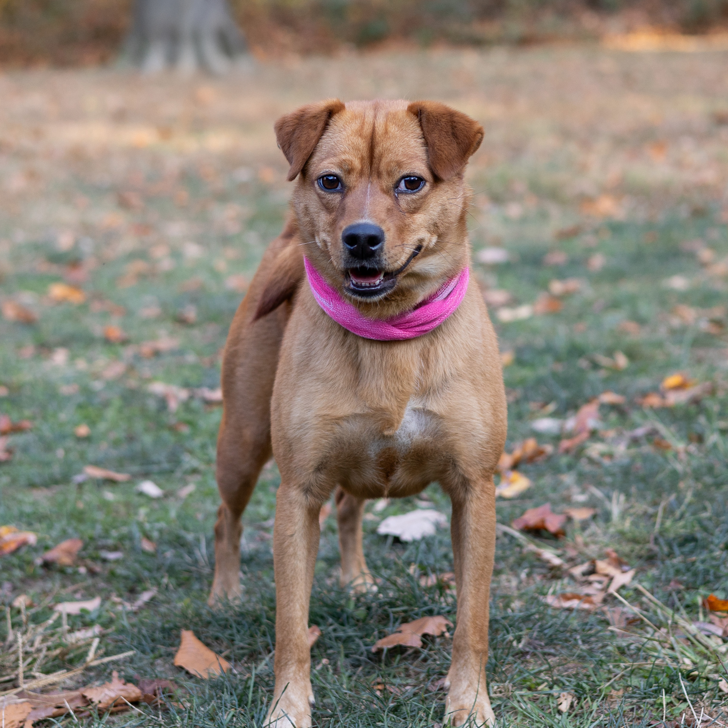 Juno (Female)