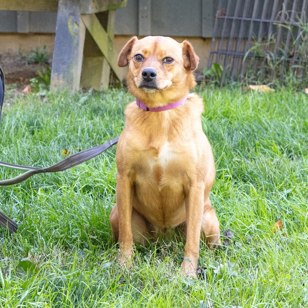 Amber (Female) - Adoption fee sponsored by a friend of Greenmore., a Adoptable mixed breed in West Grove, PA image 2/6