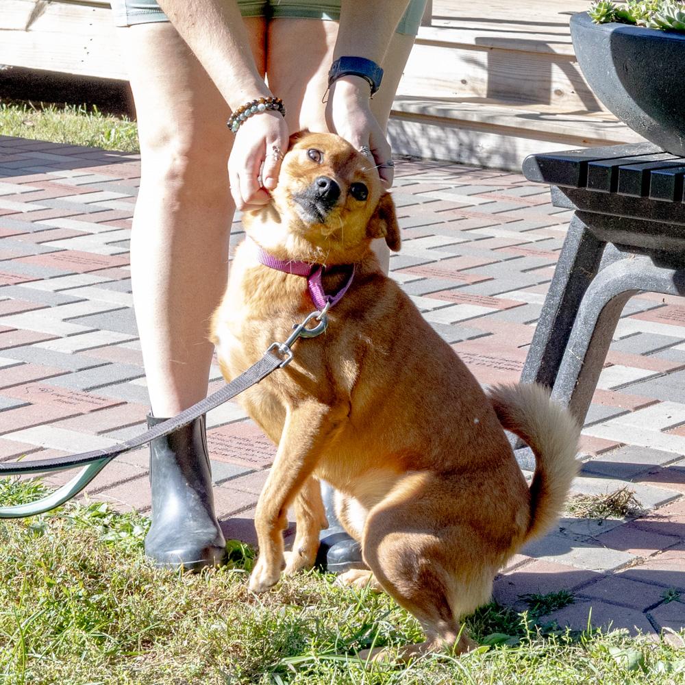 Amber (Female) - Adoption fee sponsored by a friend of Greenmore., a Adoptable mixed breed in West Grove, PA image 5/6