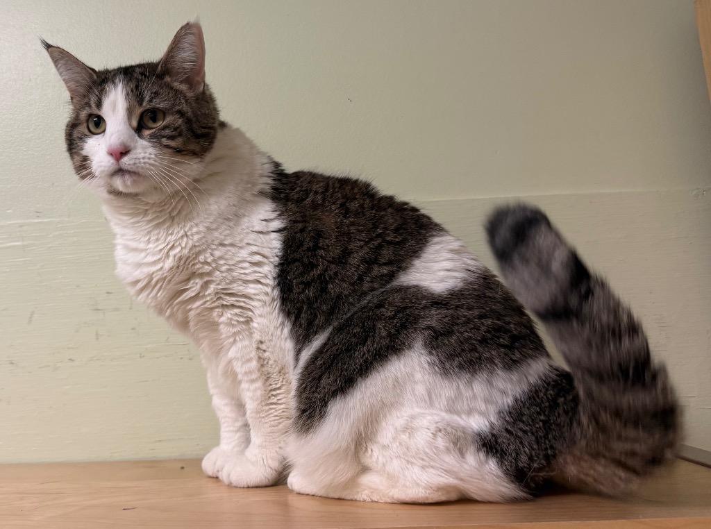 Enlarge Lilu, a Adoptable Domestic Short Hair in Amery, WI image 2/3