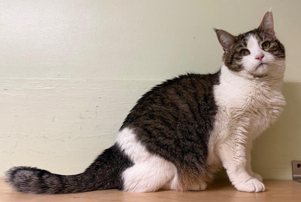 Enlarge Lilu, a Adoptable Domestic Short Hair in Amery, WI image 3/3