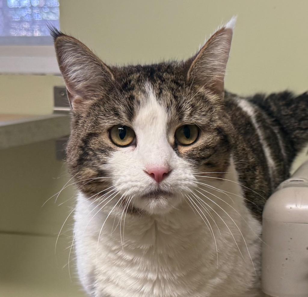 Lilu, Adoptable, Adult Female Domestic Short Hair.