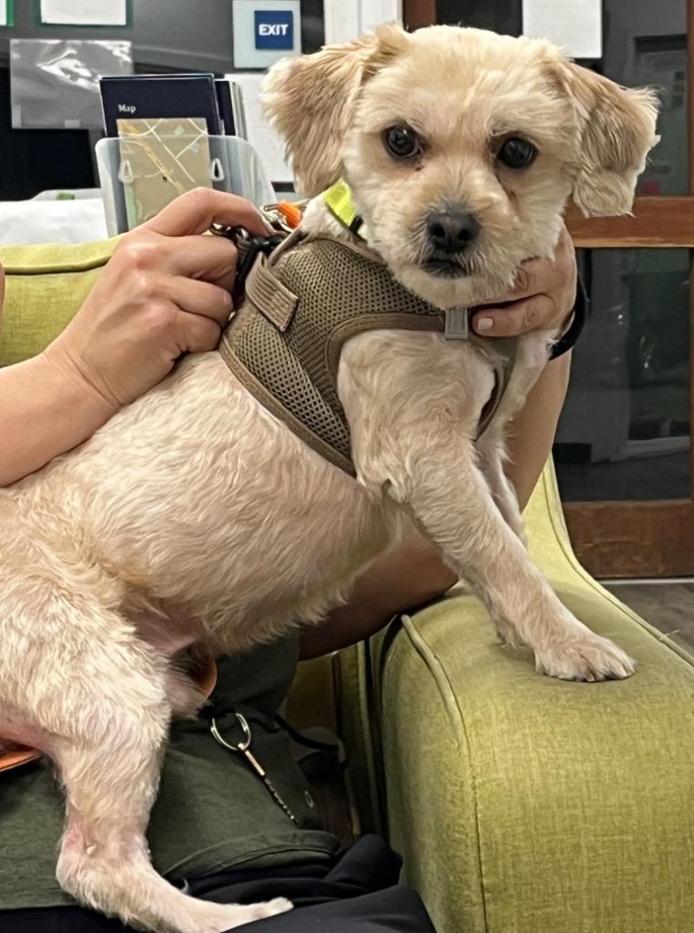 Sawyer, Adoptable, Young Male Poodle.