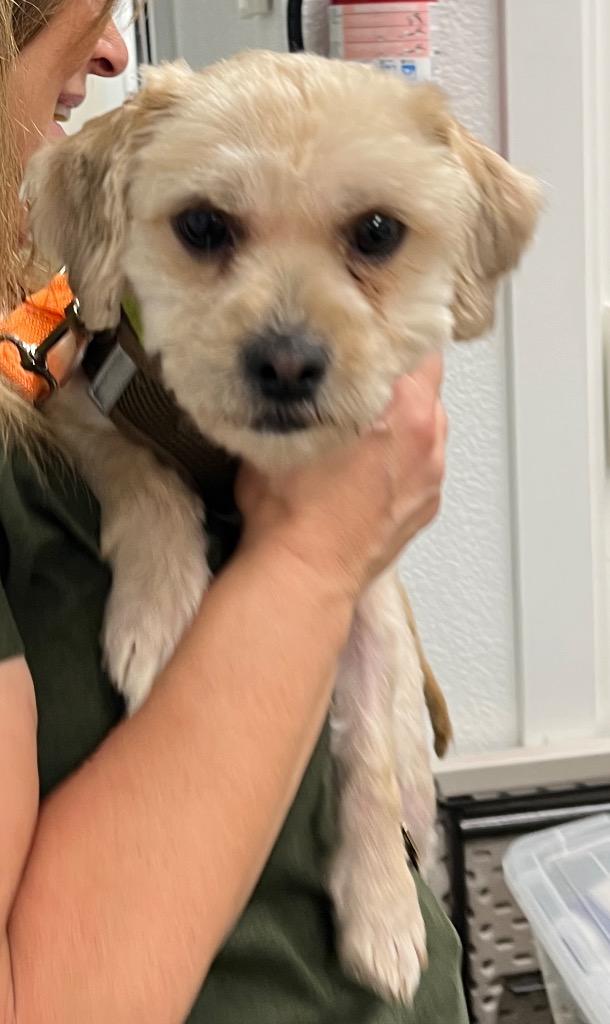 Enlarge Sawyer, a Adoptable Poodle in Lake Forest, CA image 2/2