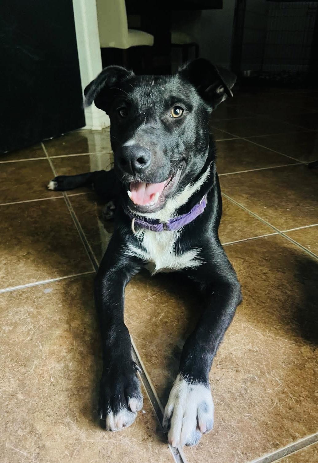 Declan, a Adoptable Mixed Breed in Portland, ME image 2/6