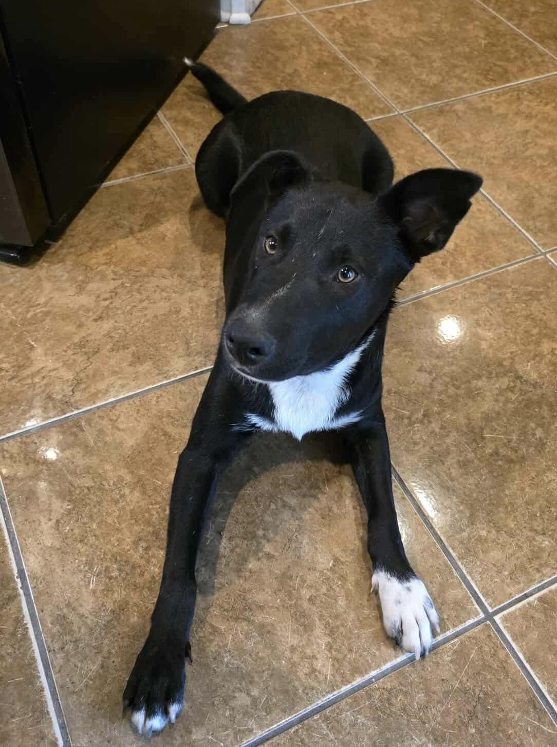 Declan, a Adoptable Mixed Breed in Portland, ME image 4/6