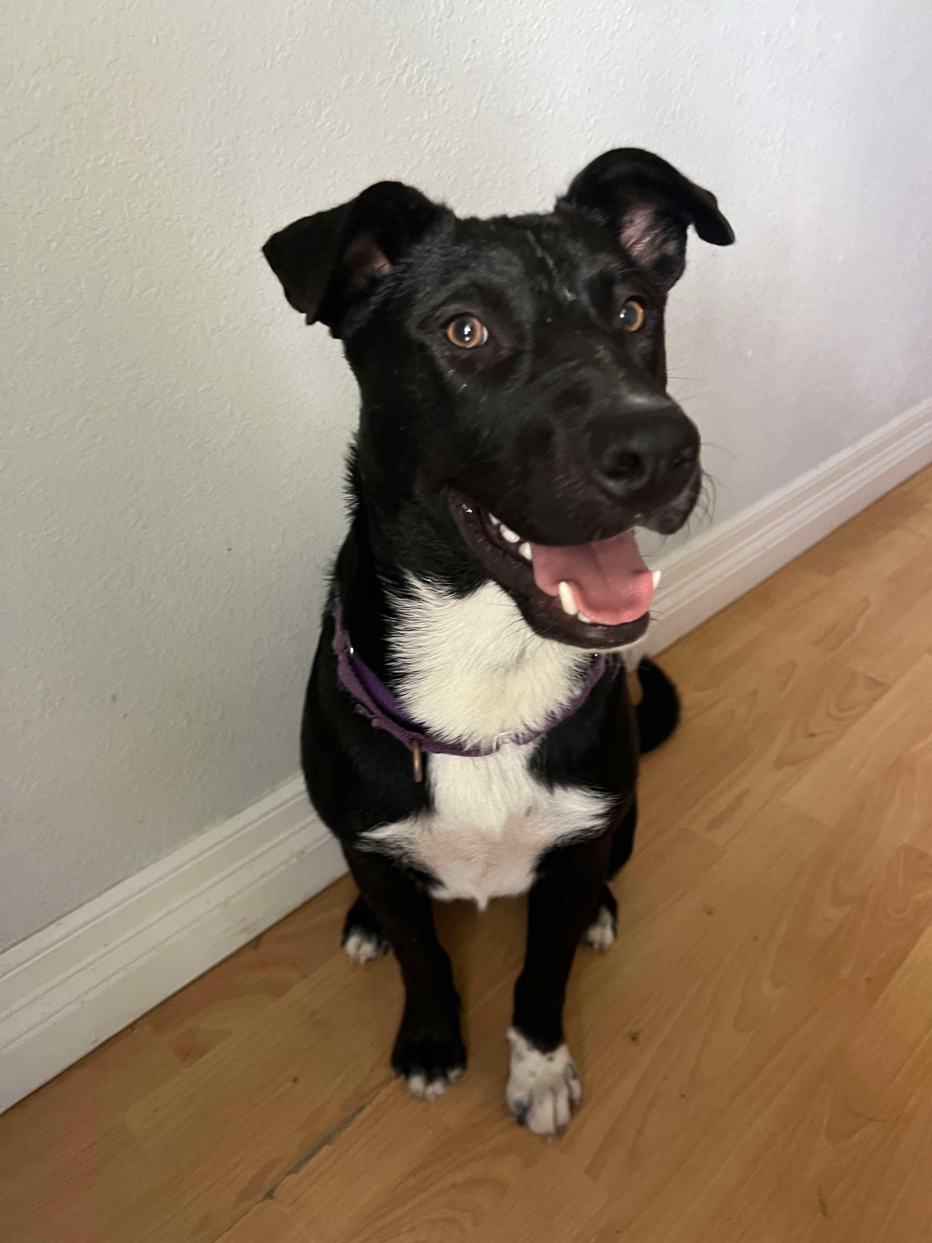 Declan, Adoptable, Young Male Mixed Breed.