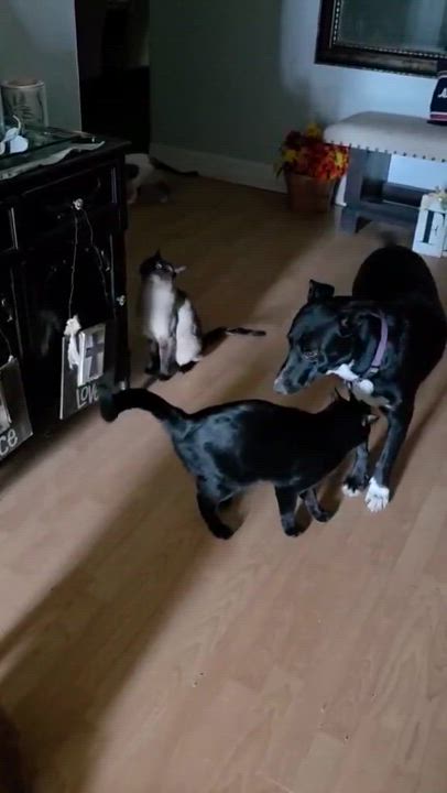 Enlarge Declan, a Adoptable Mixed Breed in Portland, ME video 6/6